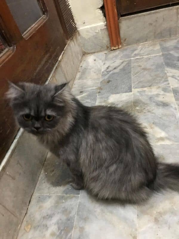 Persian cat for sale 1