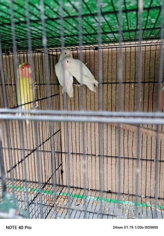 white albino green fisher yellow love bird 0