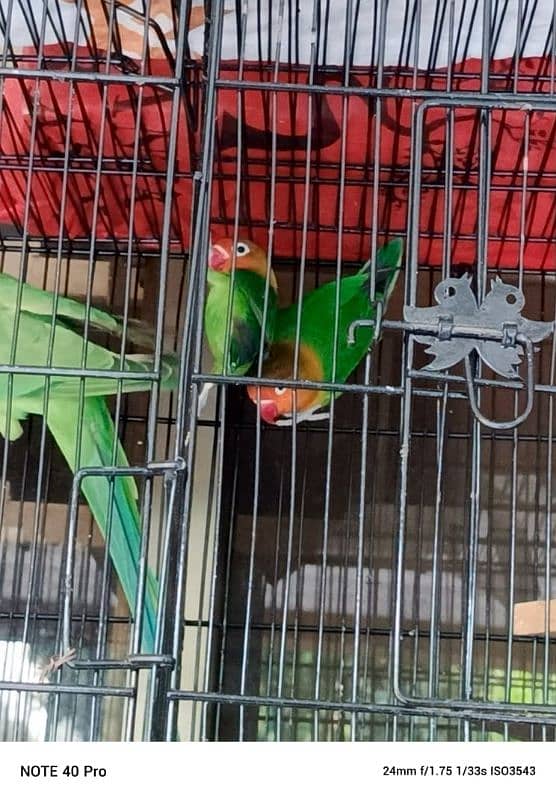 white albino green fisher yellow love bird 1