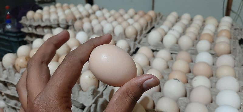 Desi Eggs Available 2