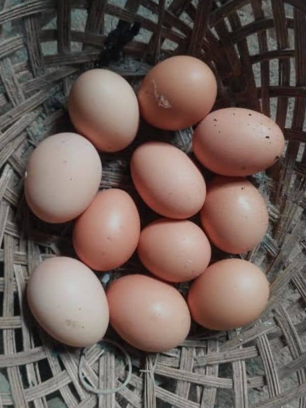 Desi Eggs Available 3