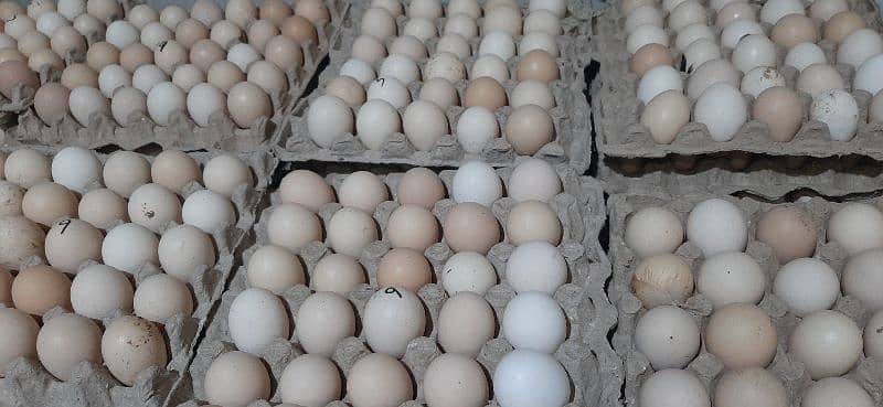 Desi Eggs Available 4