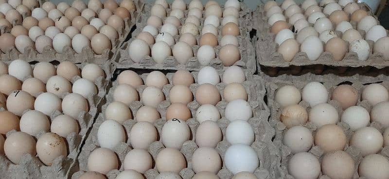 Desi Eggs Available 5