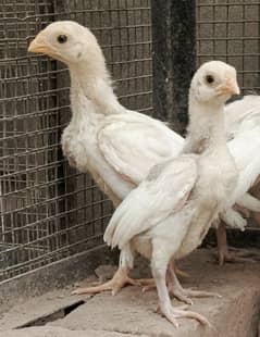 pure white|indian parrot beak|Tamil nado|chicks