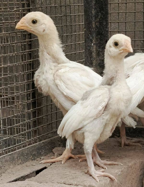 pure white|indian parrot beak|Tamil nado|chicks 0