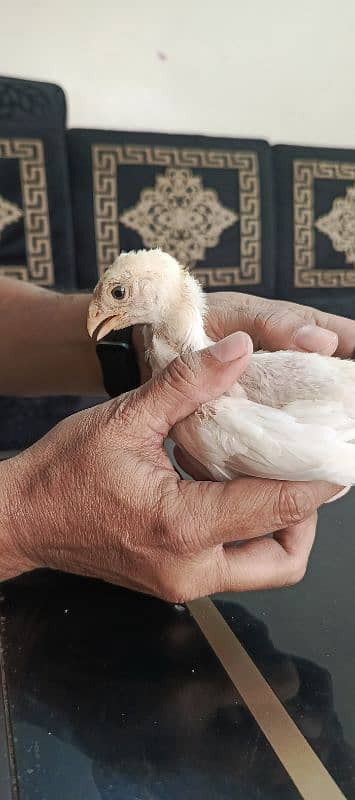 pure white|indian parrot beak|Tamil nado|chicks 3