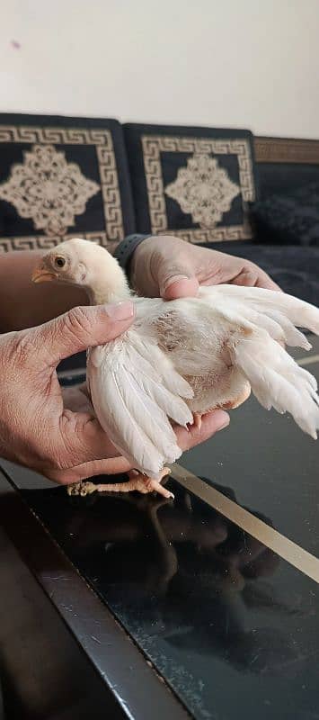 pure white|indian parrot beak|Tamil nado|chicks 4