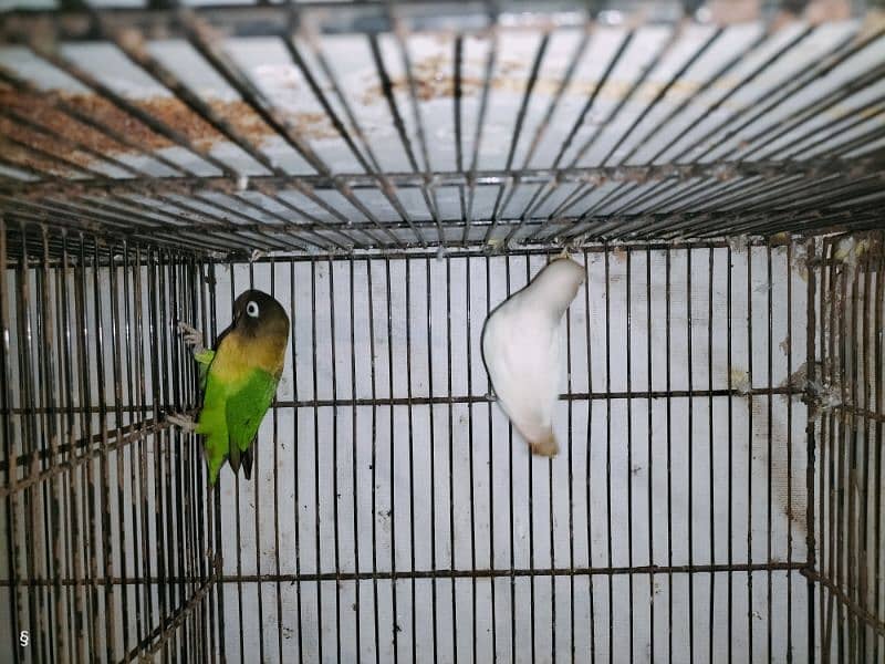 Albino Black eye Male Black Mask Female Bond pair 5