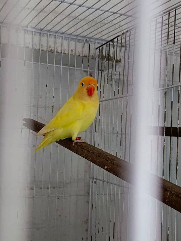 Birds setup | Breeder pair | Full setup for sale 0