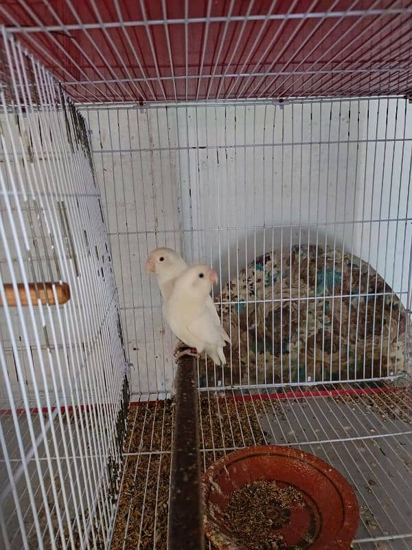 Birds setup | Breeder pair | Full setup for sale 5