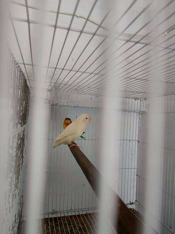 Birds setup | Breeder pair | Full setup for sale 6