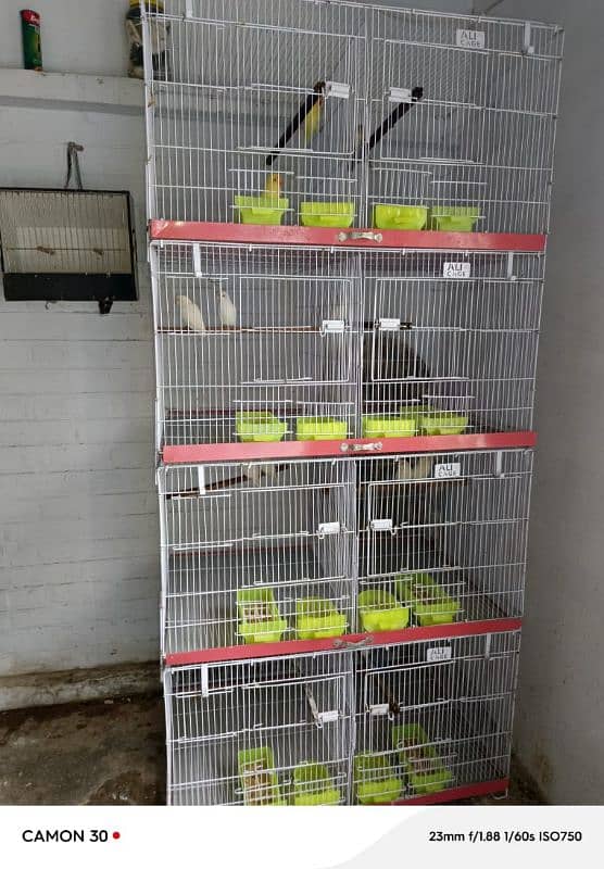 Birds setup | Breeder pair | Full setup for sale 7