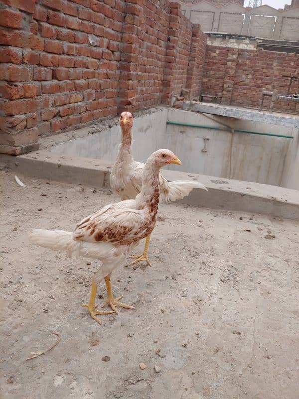 Assel Heera cross(with mianwali female) pair 4 months full active 0