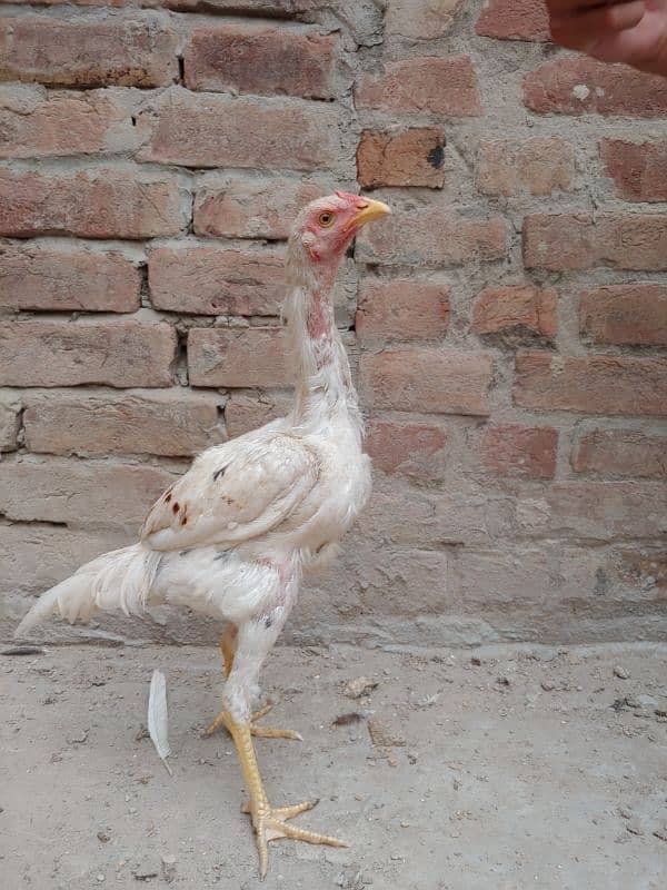 Assel Heera cross(with mianwali female) pair 4 months full active 2