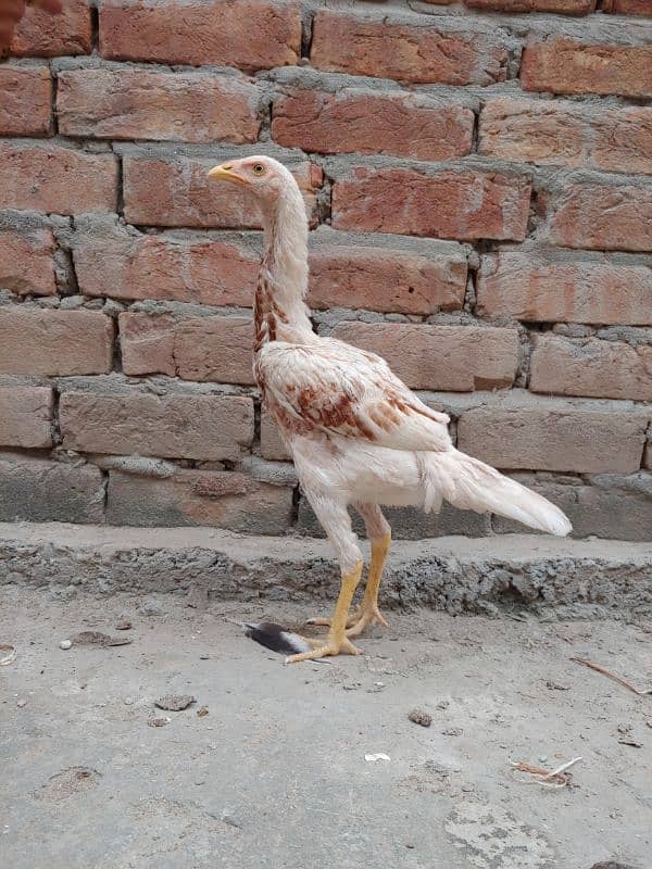 Assel Heera cross(with mianwali female) pair 4 months full active 3