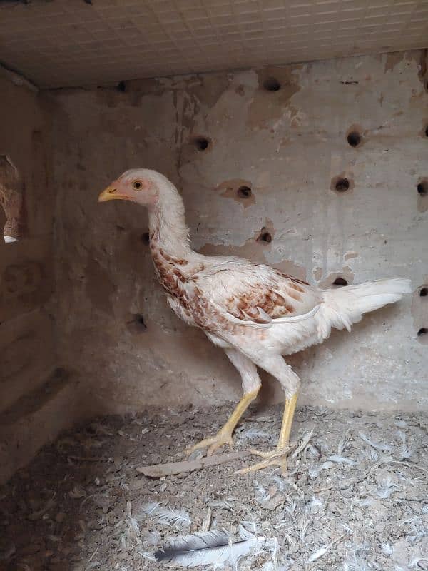 Assel Heera cross(with mianwali female) pair 4 months full active 4