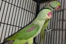 Kashmiri parrot breeder pair