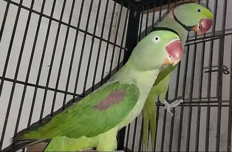 Kashmiri parrot breeder pair 0