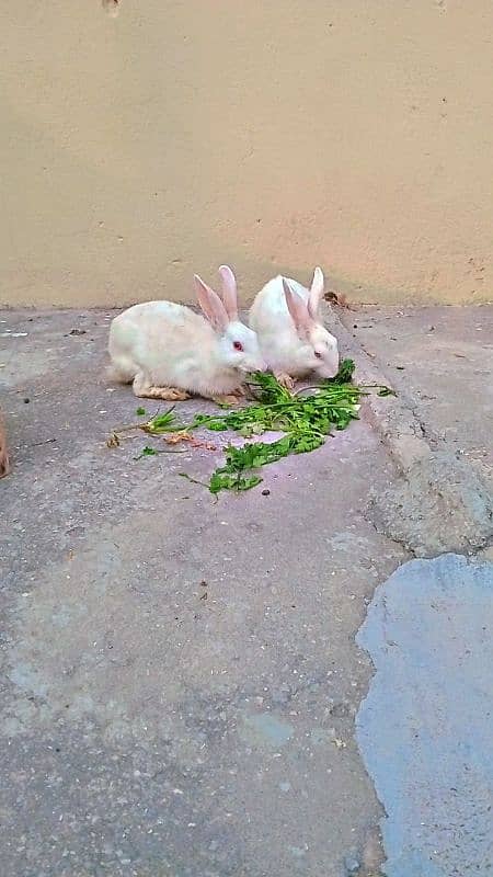 white rabbits 0