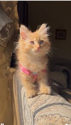 triple coat persian ginger  color