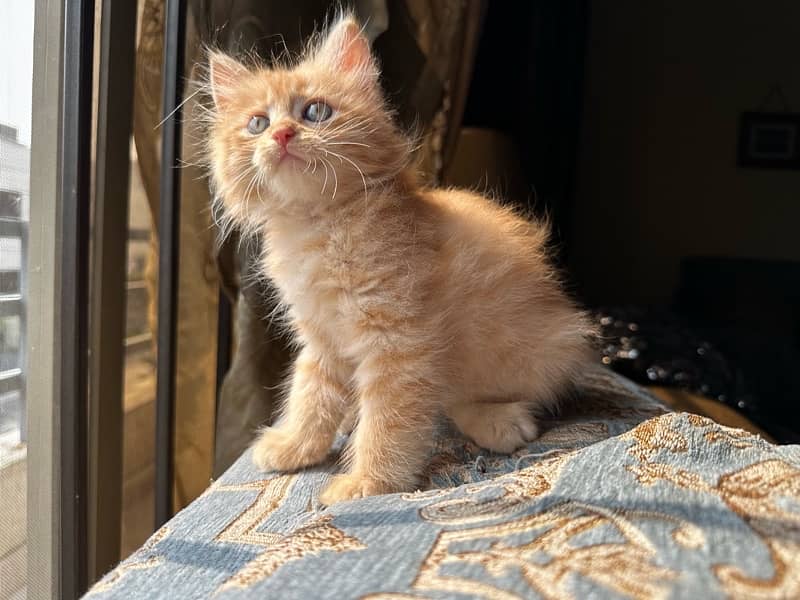 triple coat persian ginger  color 2