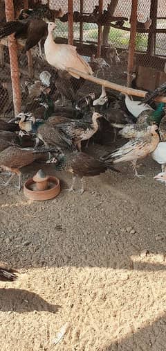 peacocks chicks