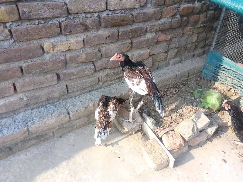 Aseel chicks pair for sale 1