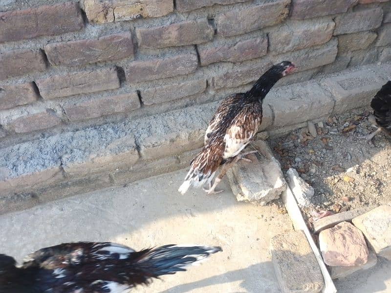 Aseel chicks pair for sale 2