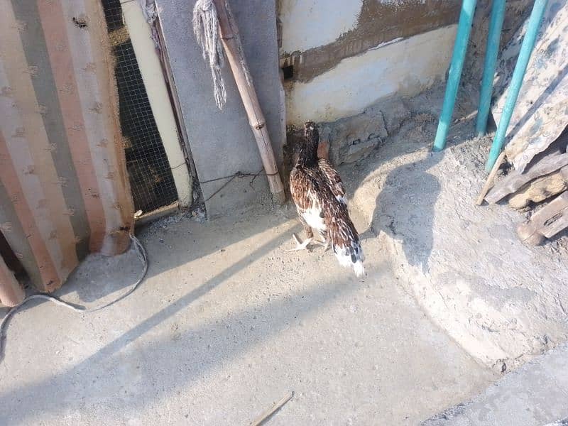 Aseel chicks pair for sale 5