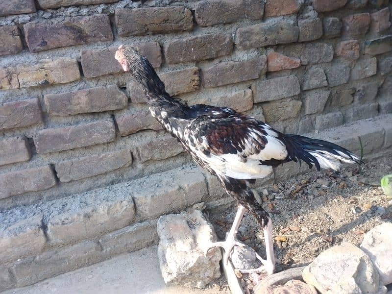 Aseel chicks pair for sale 11