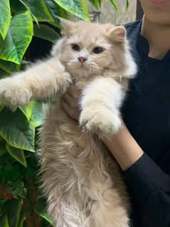 Persian Cat Kitten