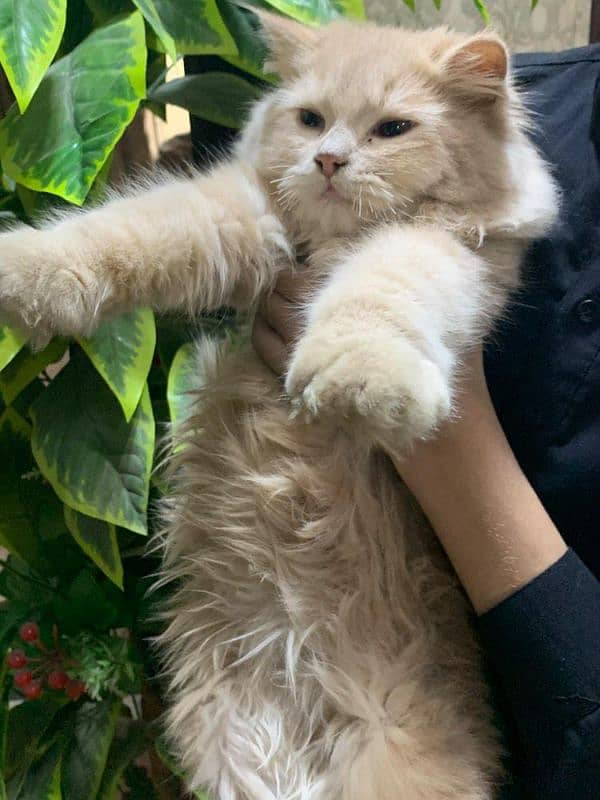 Persian Cat Kitten 1