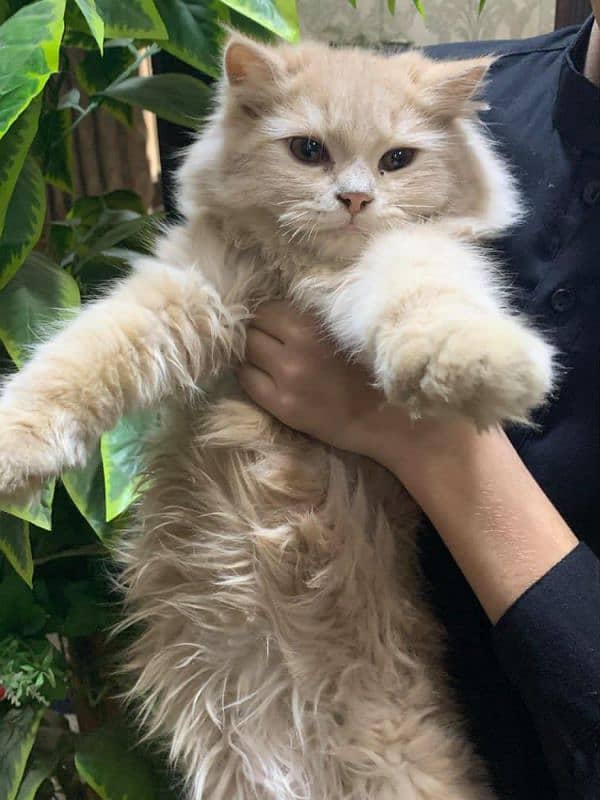 Persian Cat Kitten 2