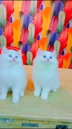 beautiful persian pair for sale