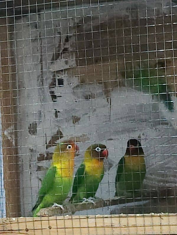 lovebird breedar pairfull 2