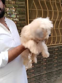 shithzu female puppy available for sale