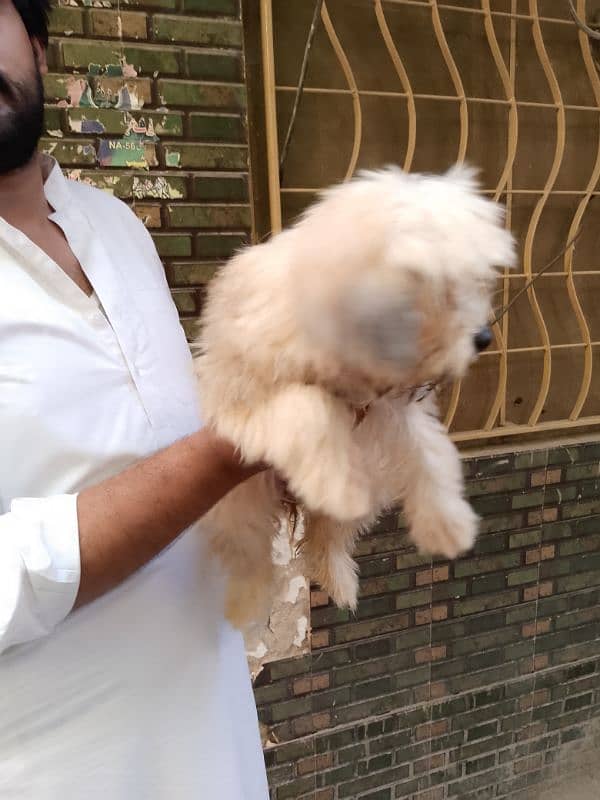 shithzu female puppy available for sale 0