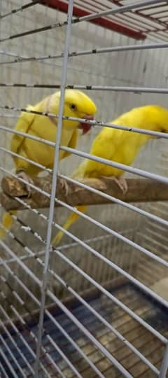 yellow Ring neck breader talking pair