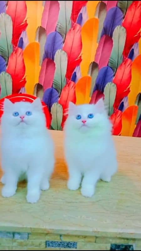 beautiful persian pair for sale 0