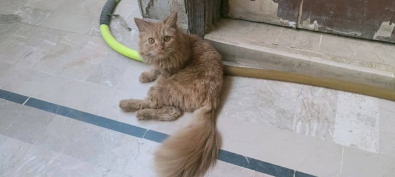 cat female for sale 3