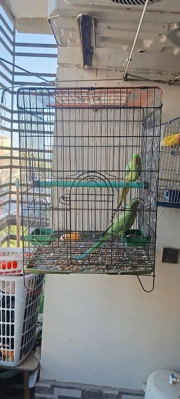 Ringneck pair with cage 0