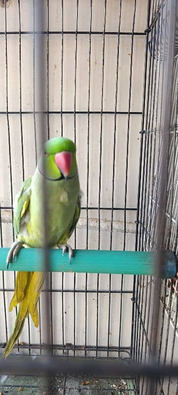 Ringneck pair with cage 4