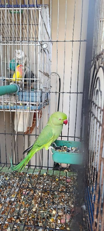 Ringneck pair with cage 5