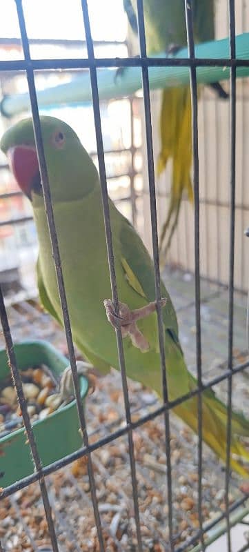 Ringneck pair with cage 6