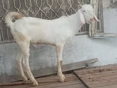 goat/bakra