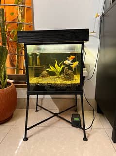 11 x 11 tank with 3 gold fish