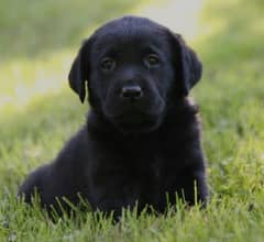 British Labrador | labora Dog | Labrador | dog for sale | Puppy