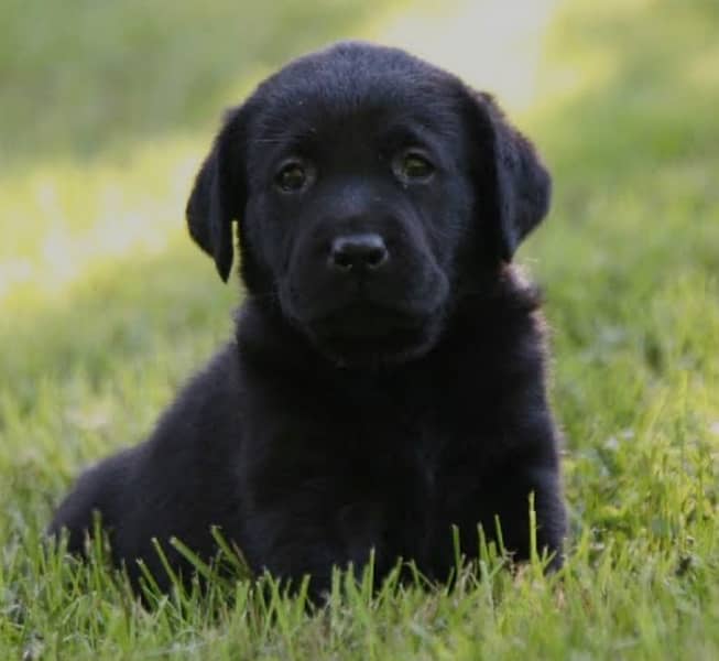 British Labrador | labora Dog | Labrador | dog for sale | Puppy 0