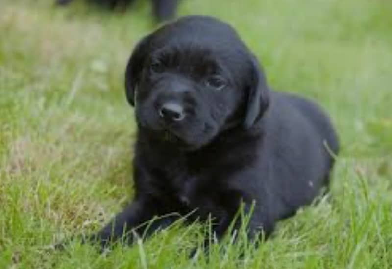 British Labrador | labora Dog | Labrador | dog for sale | Puppy 1