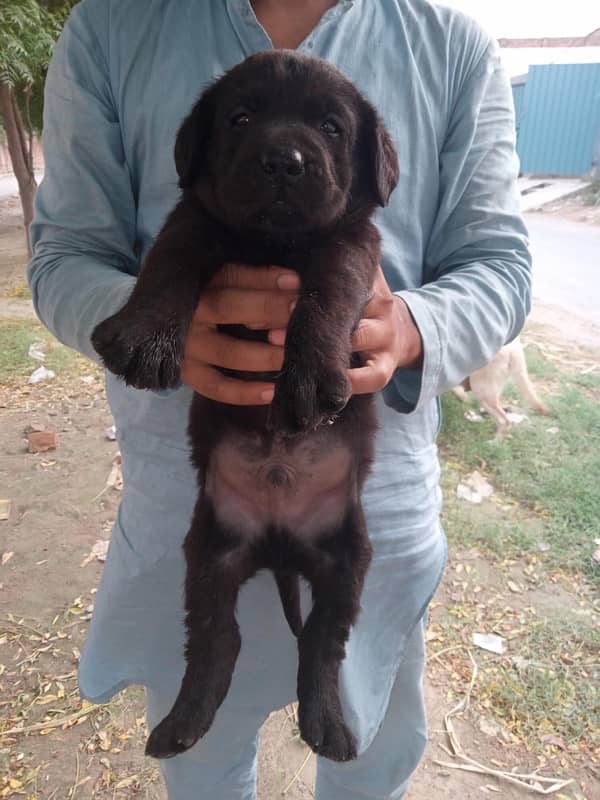 British Labrador | labora Dog | Labrador | dog for sale | Puppy 3